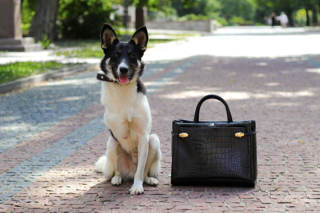 dog with Cavalli bag